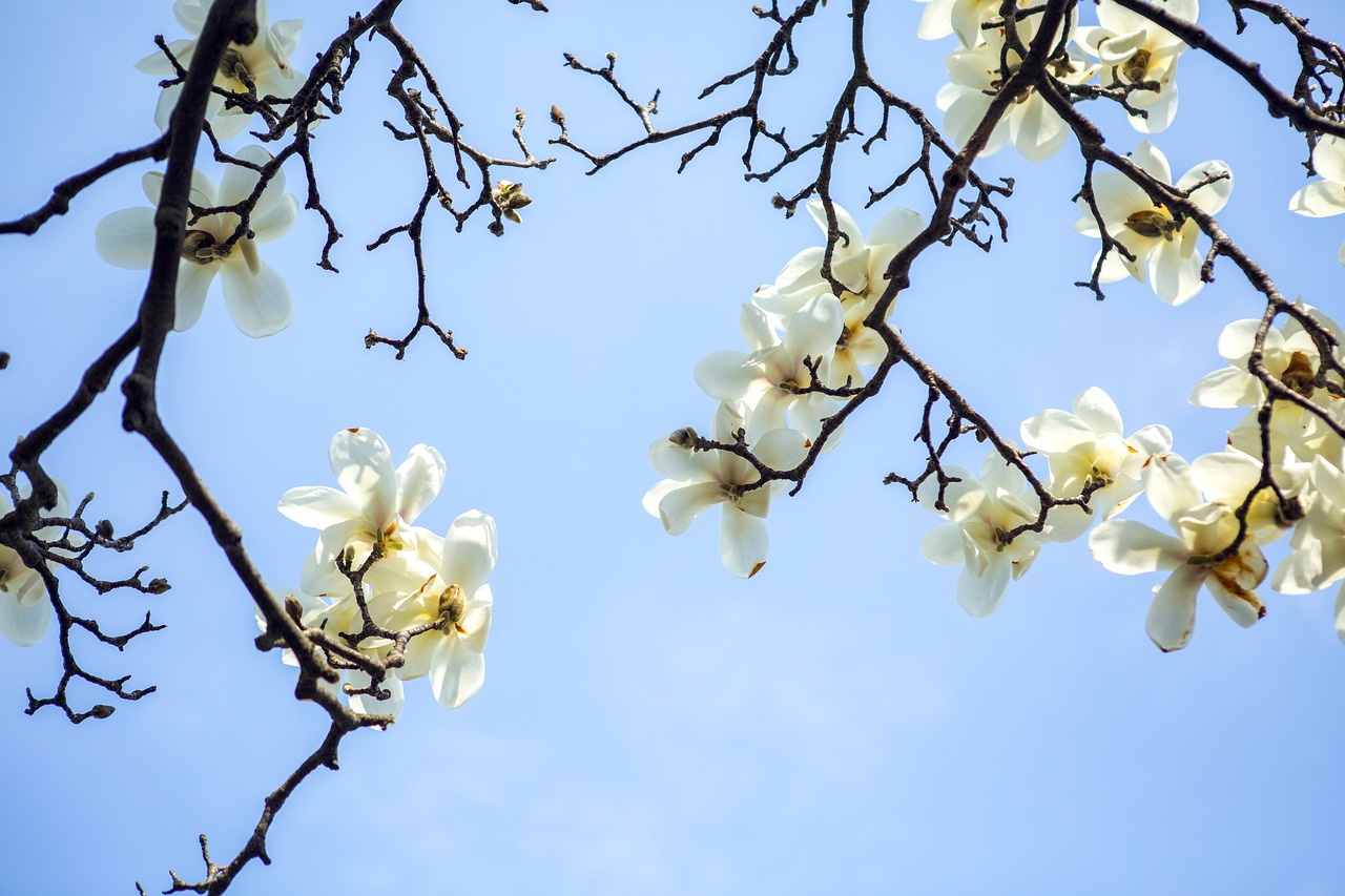 branch  tree  flower free photo