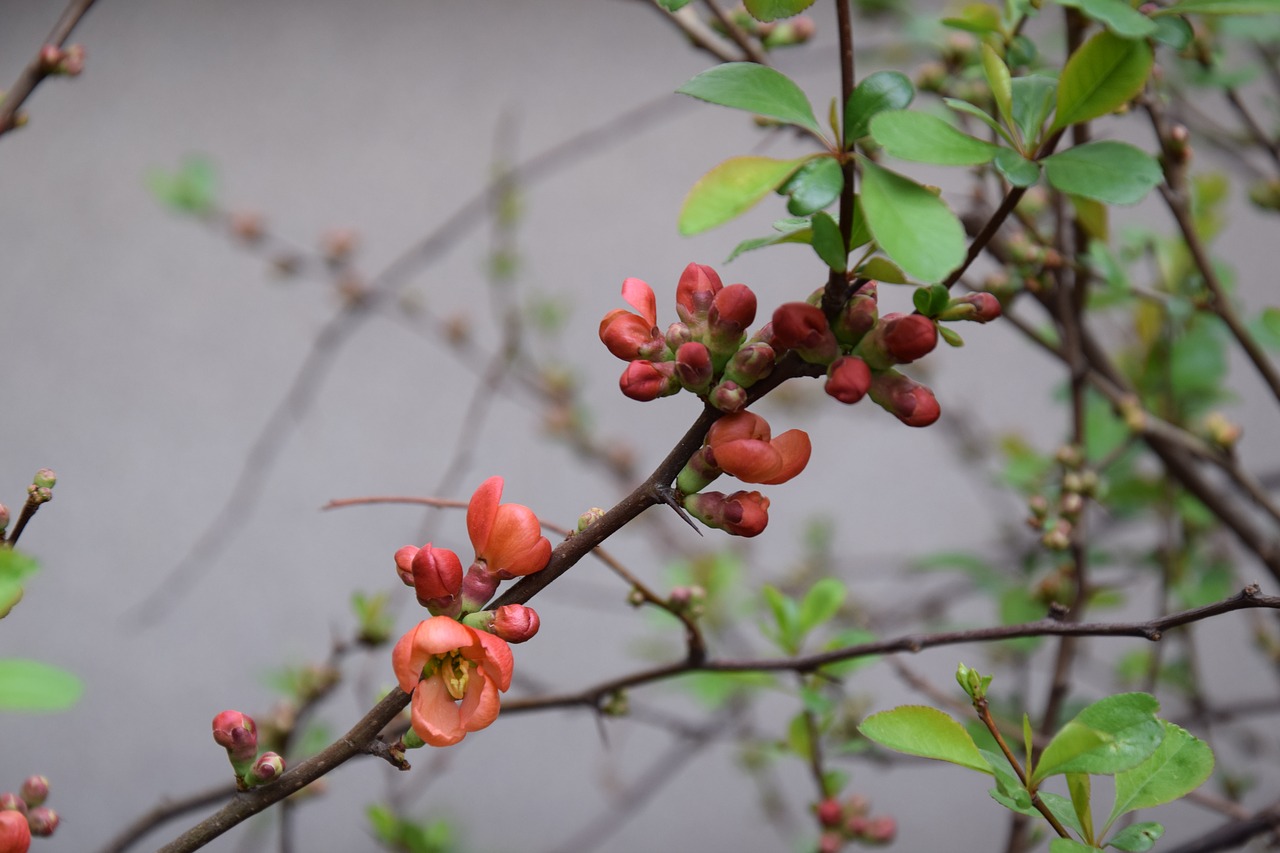 branch  tree  nature free photo