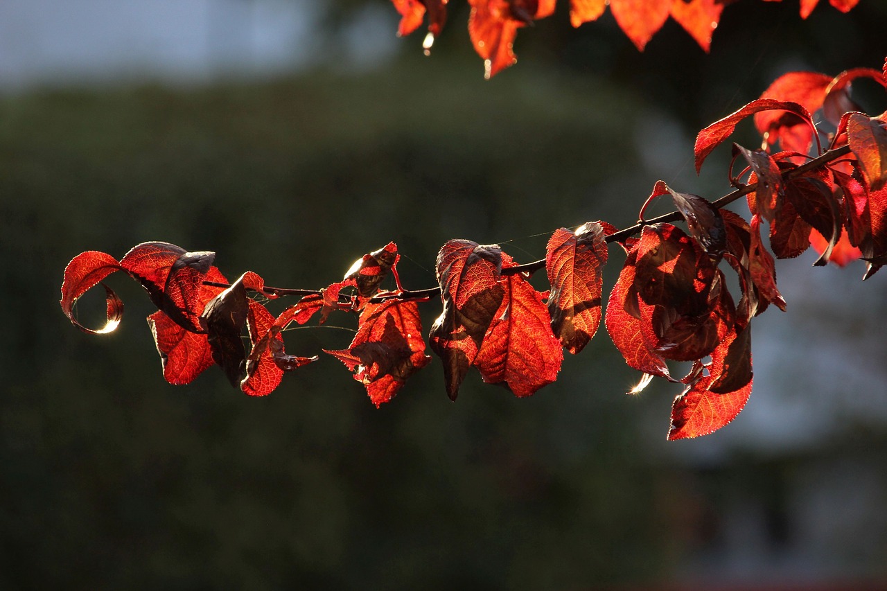 branch  leaves  nature free photo