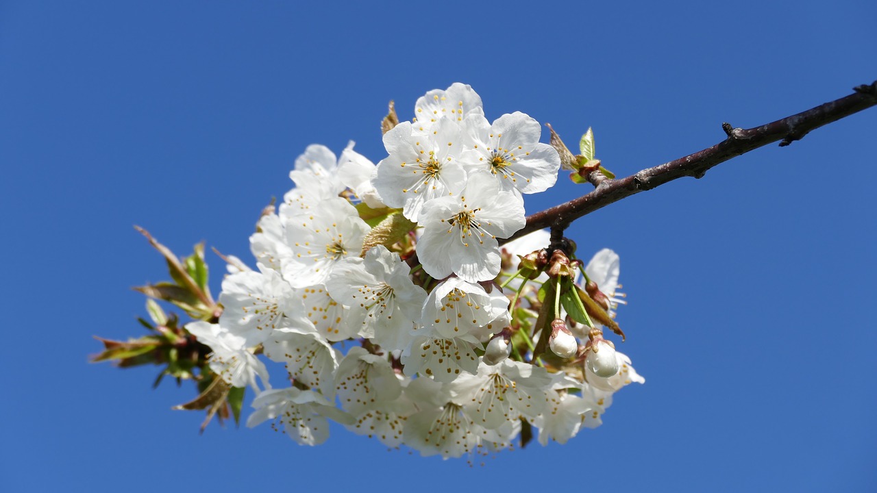 branch  flower  tree free photo