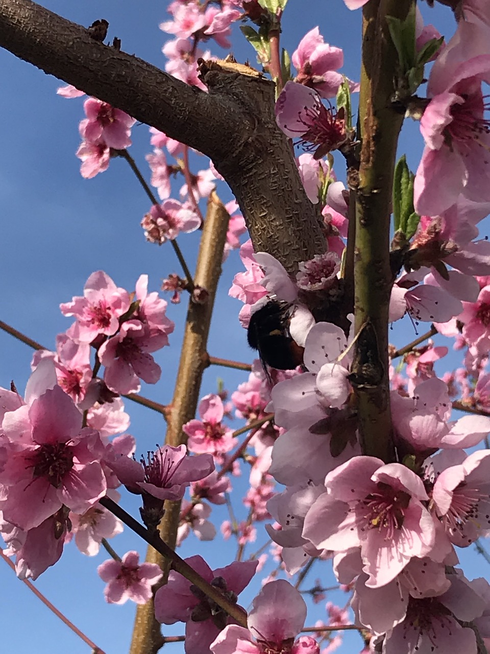 branch  tree  flower free photo