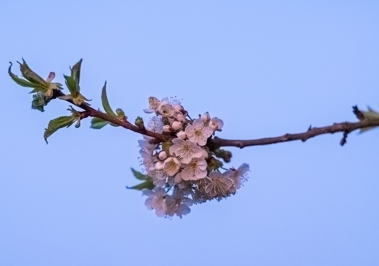 branch  tree  nature free photo