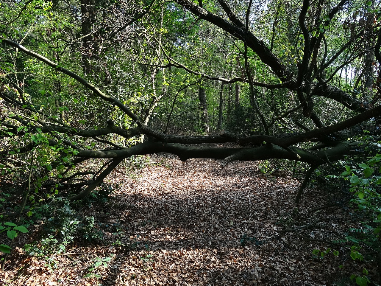 branch tree branches free photo