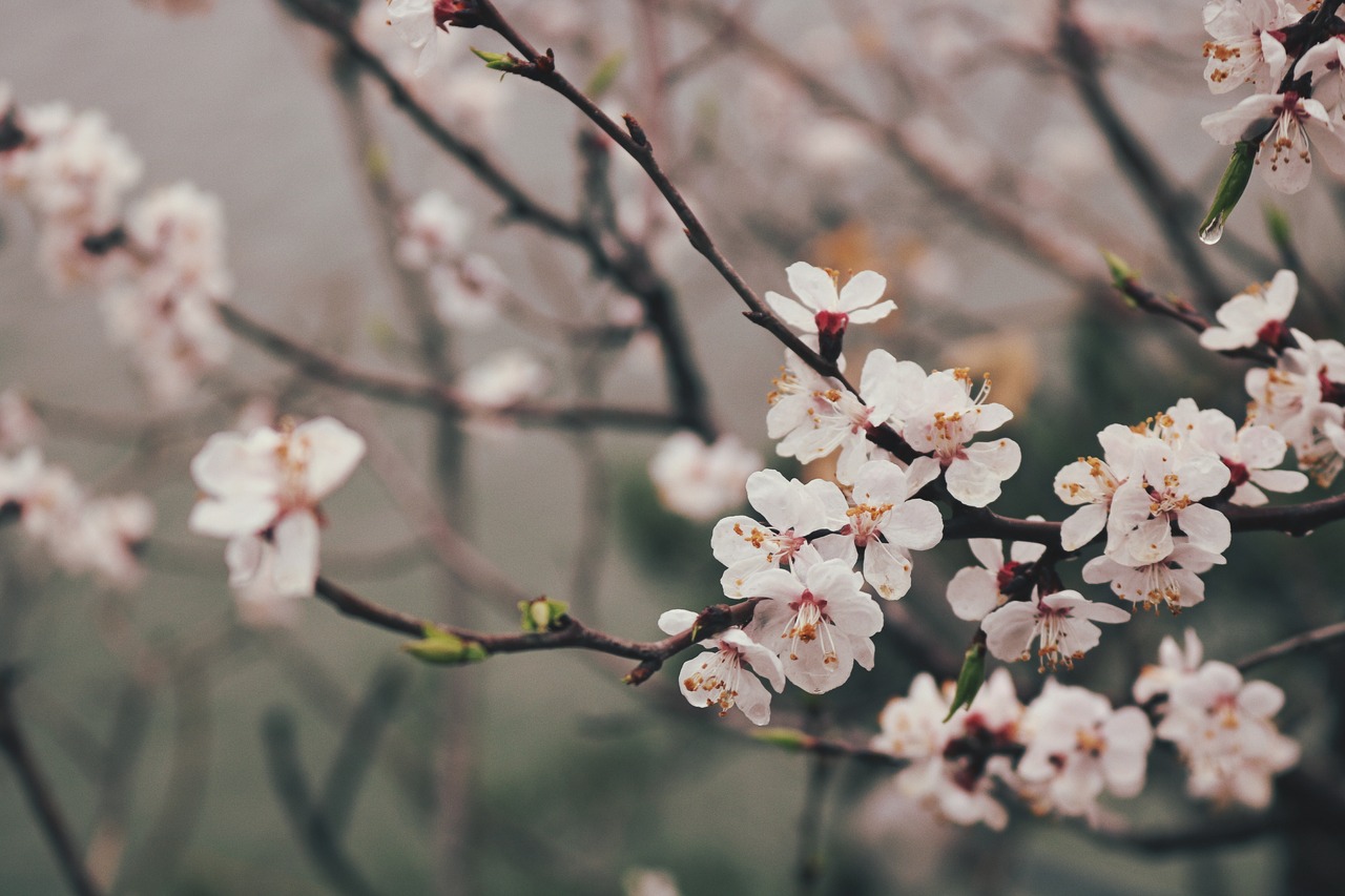 branch  flower  cherry wood free photo