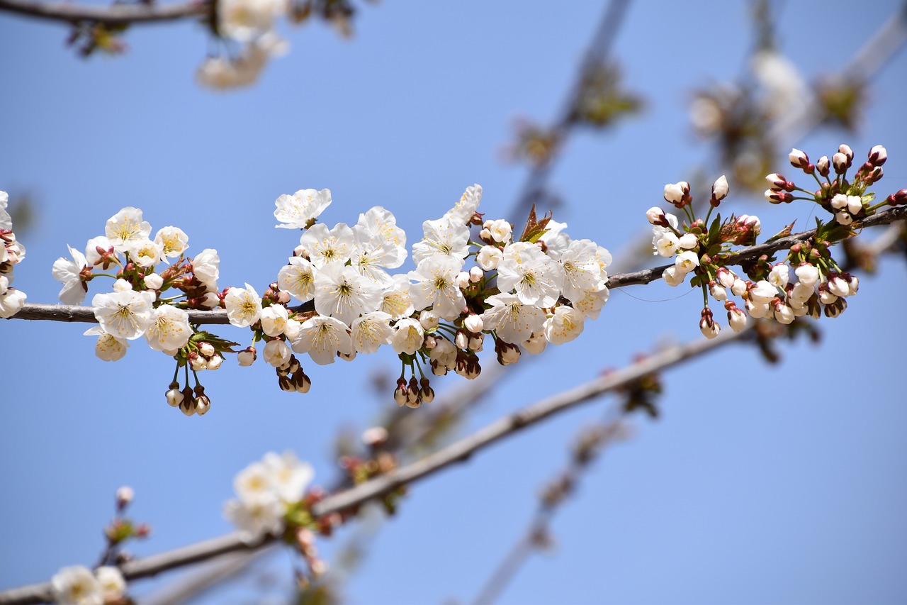 branch  flower  tree free photo