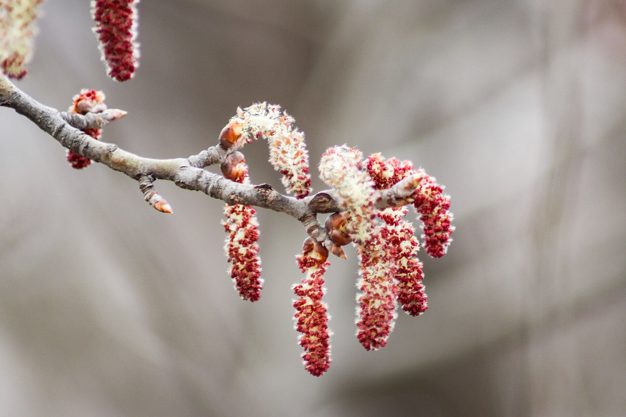 branch  winter  tree free photo