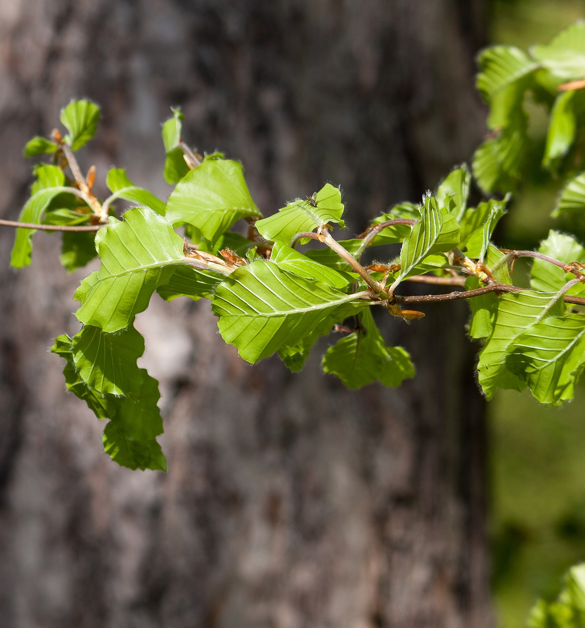 branch  leaves free pictures free photo