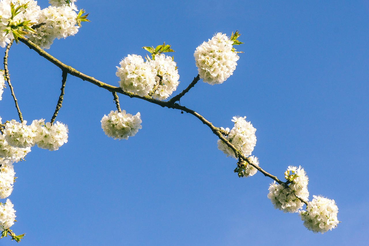 branch  plant  flower free photo