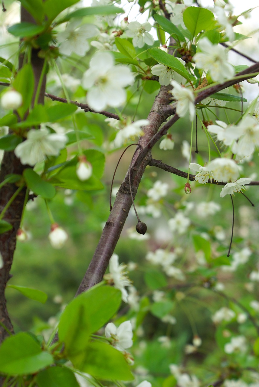 branch  flowers  tree free photo