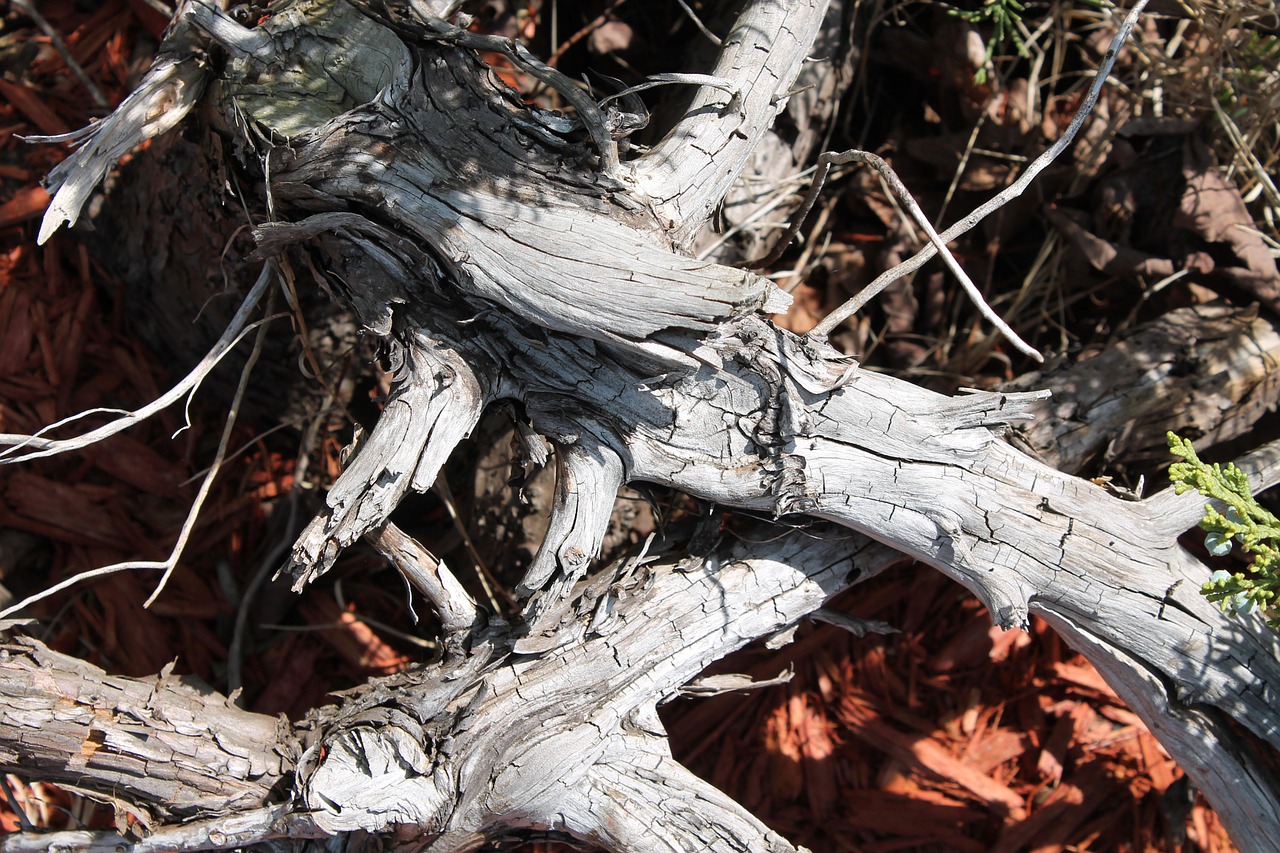 branch dry forest free photo