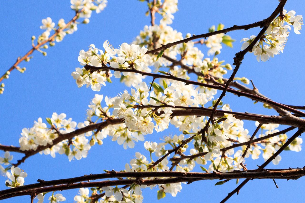 branch  cherry wood  tree free photo