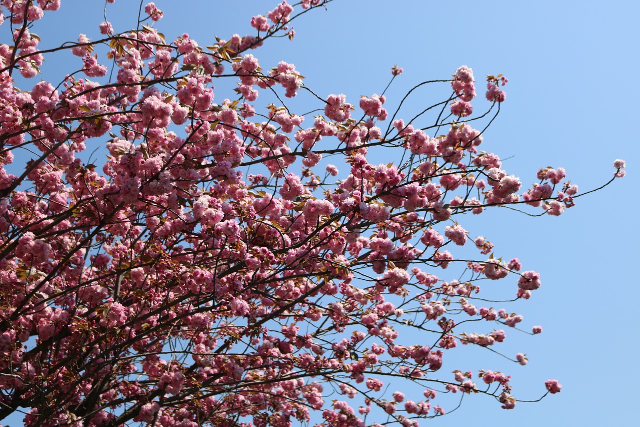 branch  blue sky  tree free photo