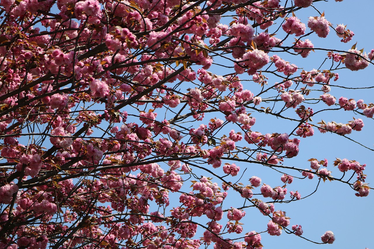 branch  tree  blue sky free photo