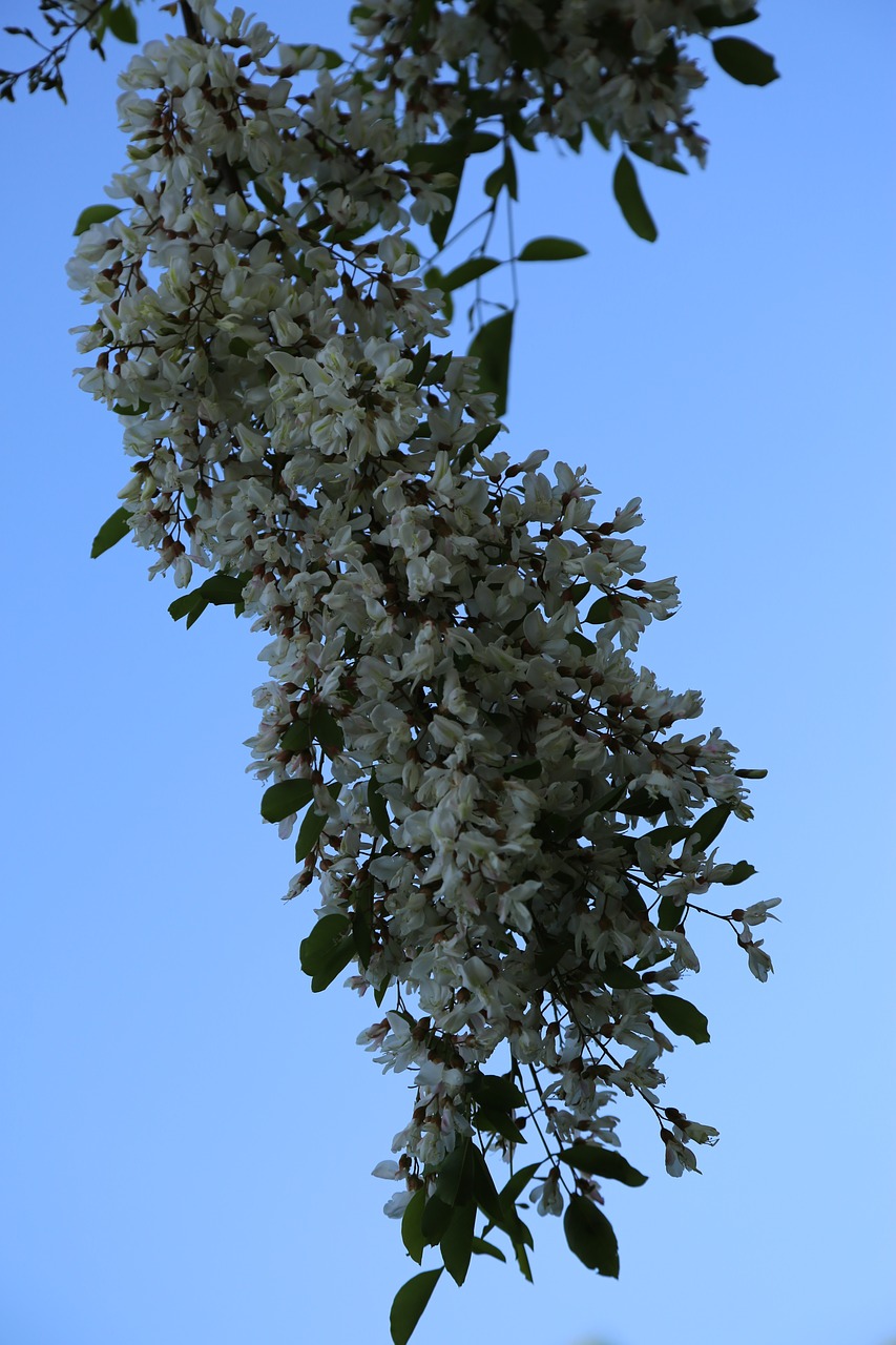 branch  tree  nature free photo