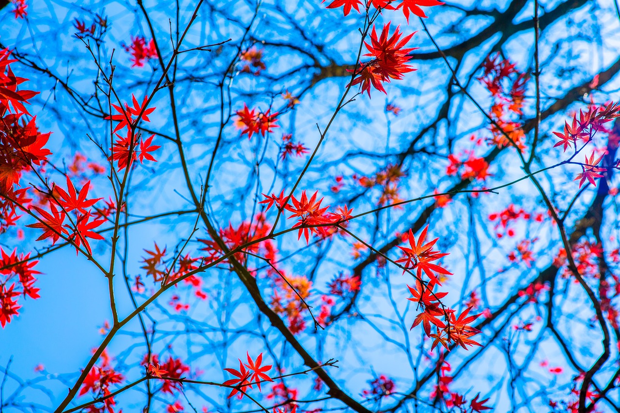 branch  tree  season free photo