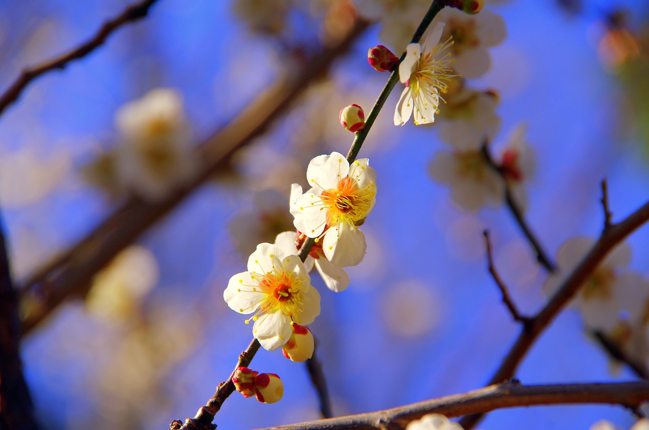 branch  wood  flowers free photo