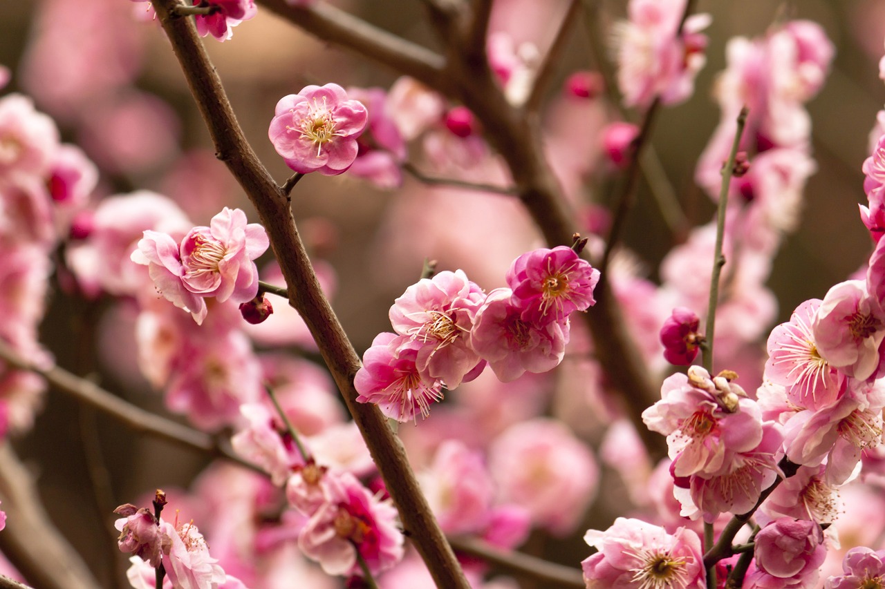 branch  flower  tree free photo