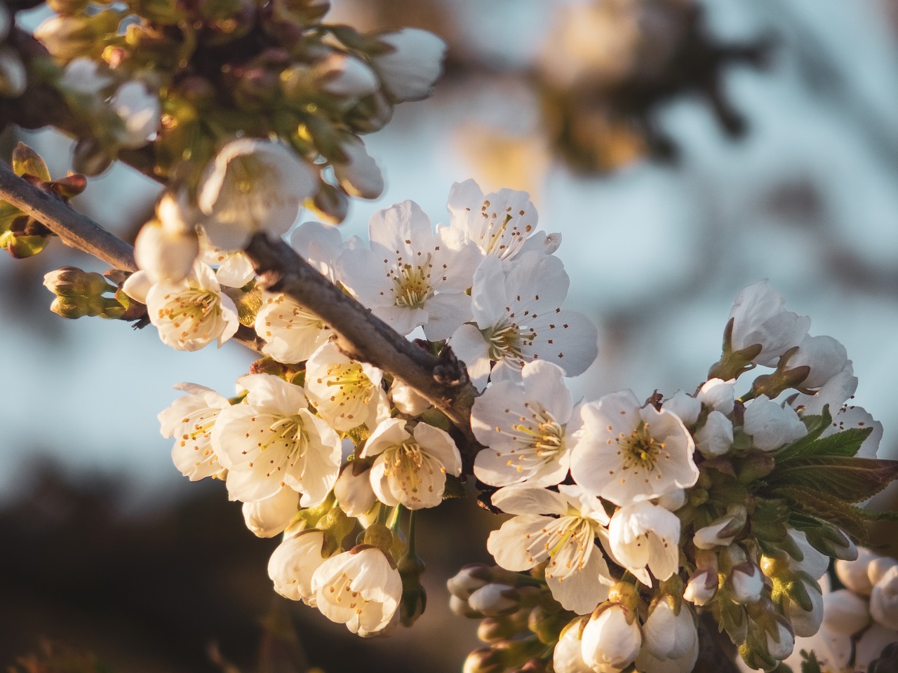 branch  tree  nature free photo