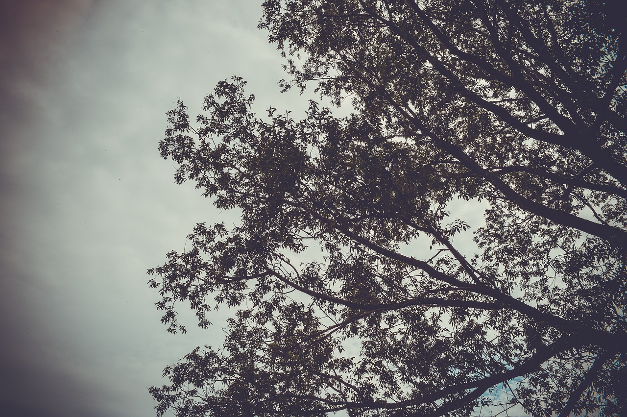 branch  sky  depression free photo