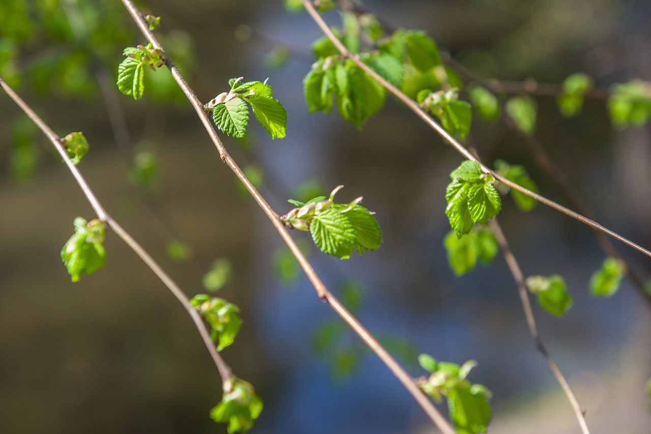 branch  spring  leaves free photo