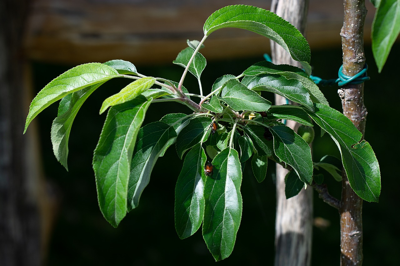 branch  apple tree  apple tree branch free photo