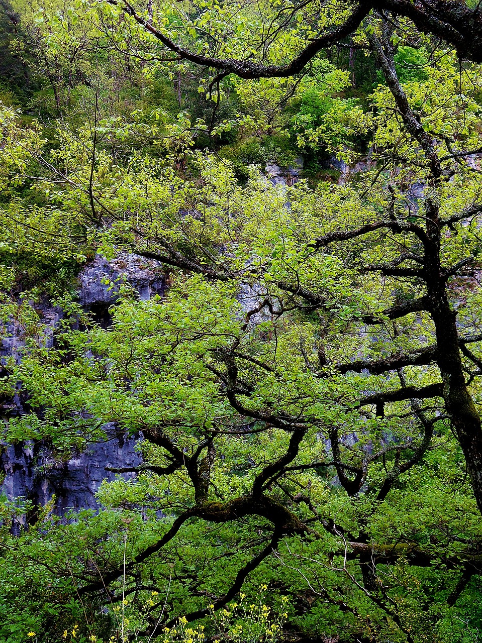 branch branches tree free photo