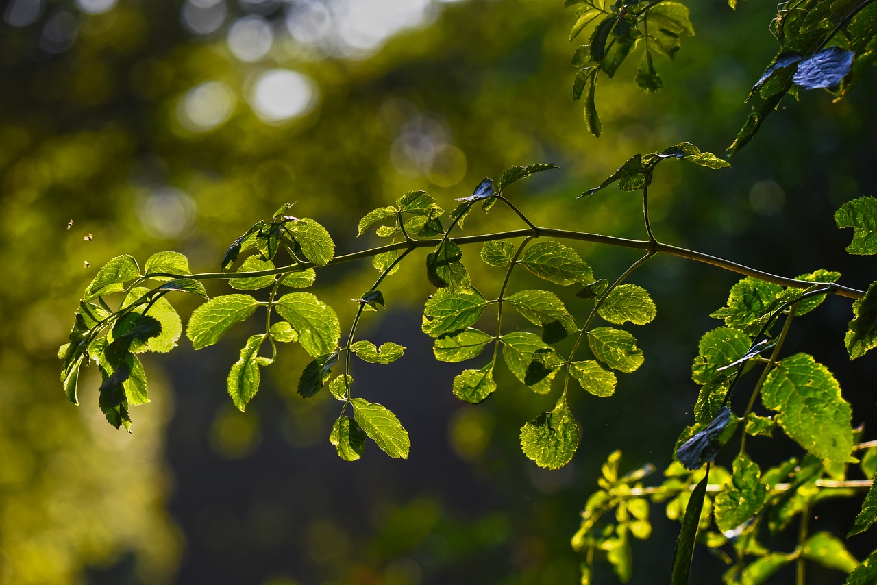 branch  foliage  leaves free photo