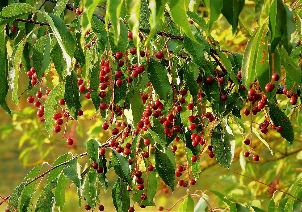 branch  nature  summer free photo