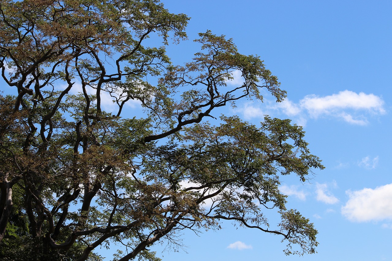 branch  tree  nature free photo