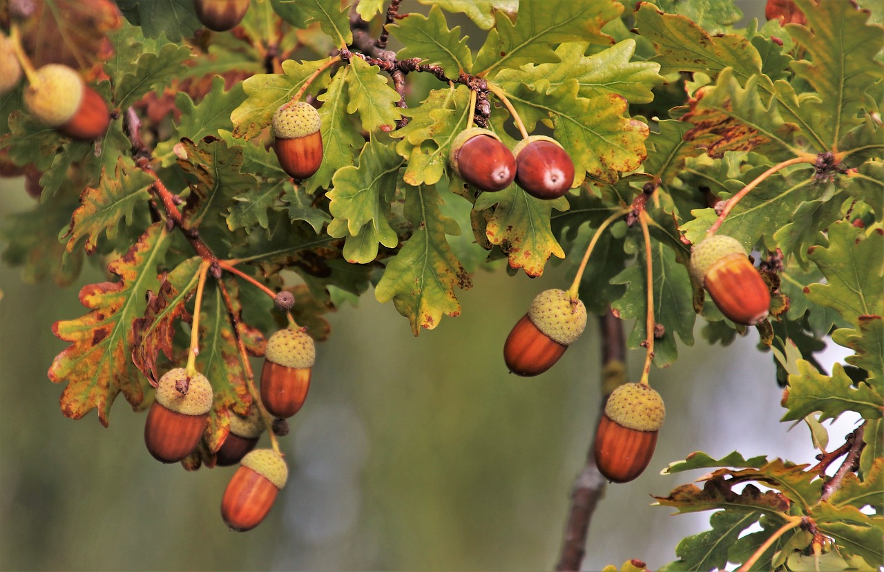 branch  acorns  in the fall free photo