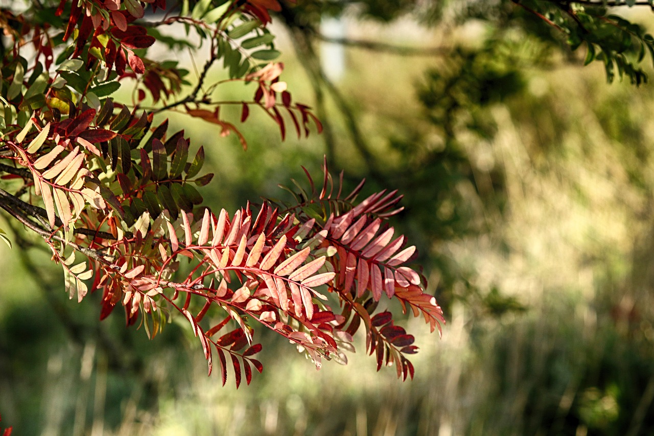 branch  leaves  tree free photo