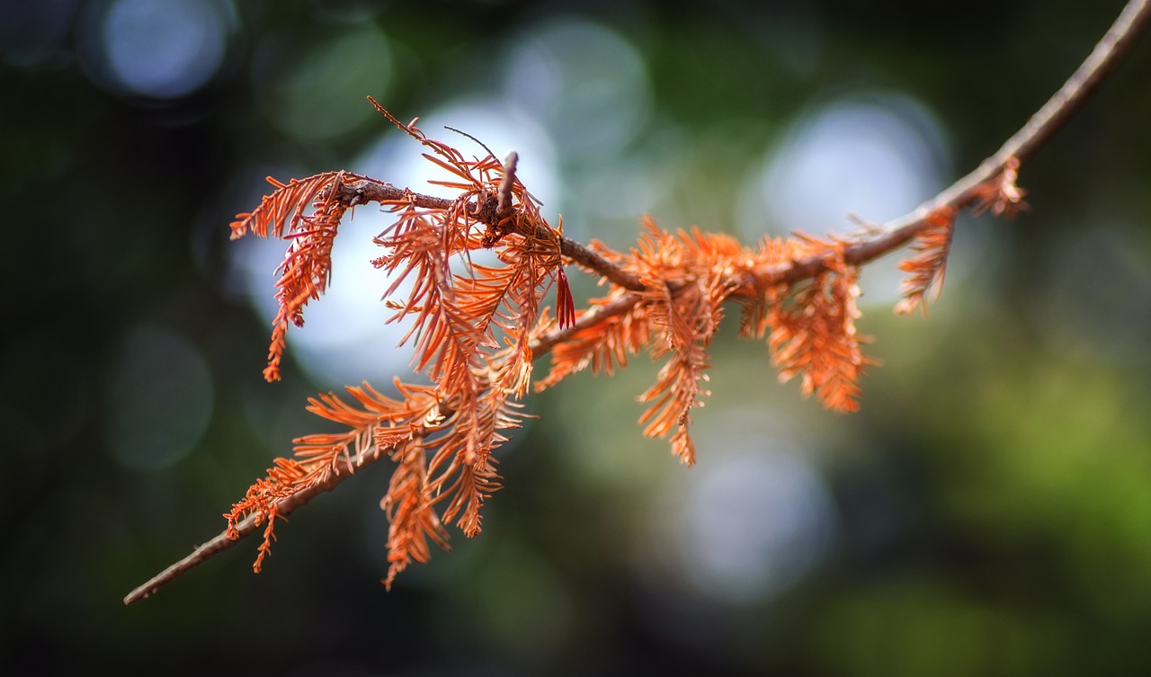 branch  autumn  orange free photo