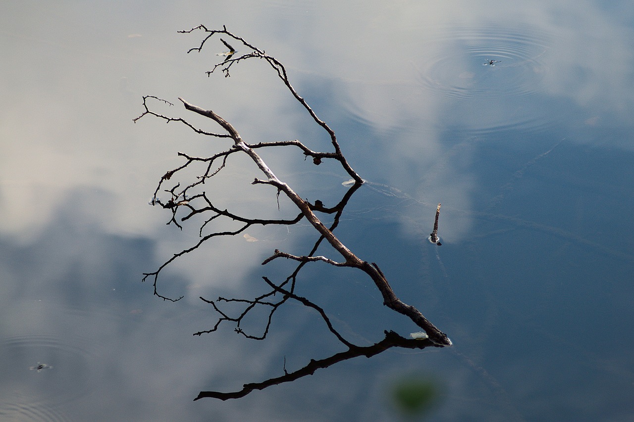 branch  water  lake free photo