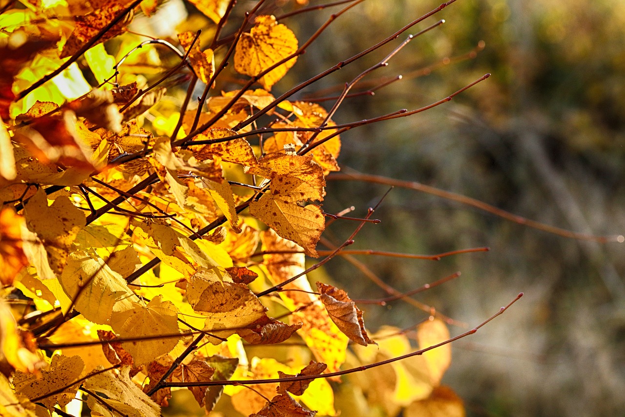 branch  leaves  nature free photo