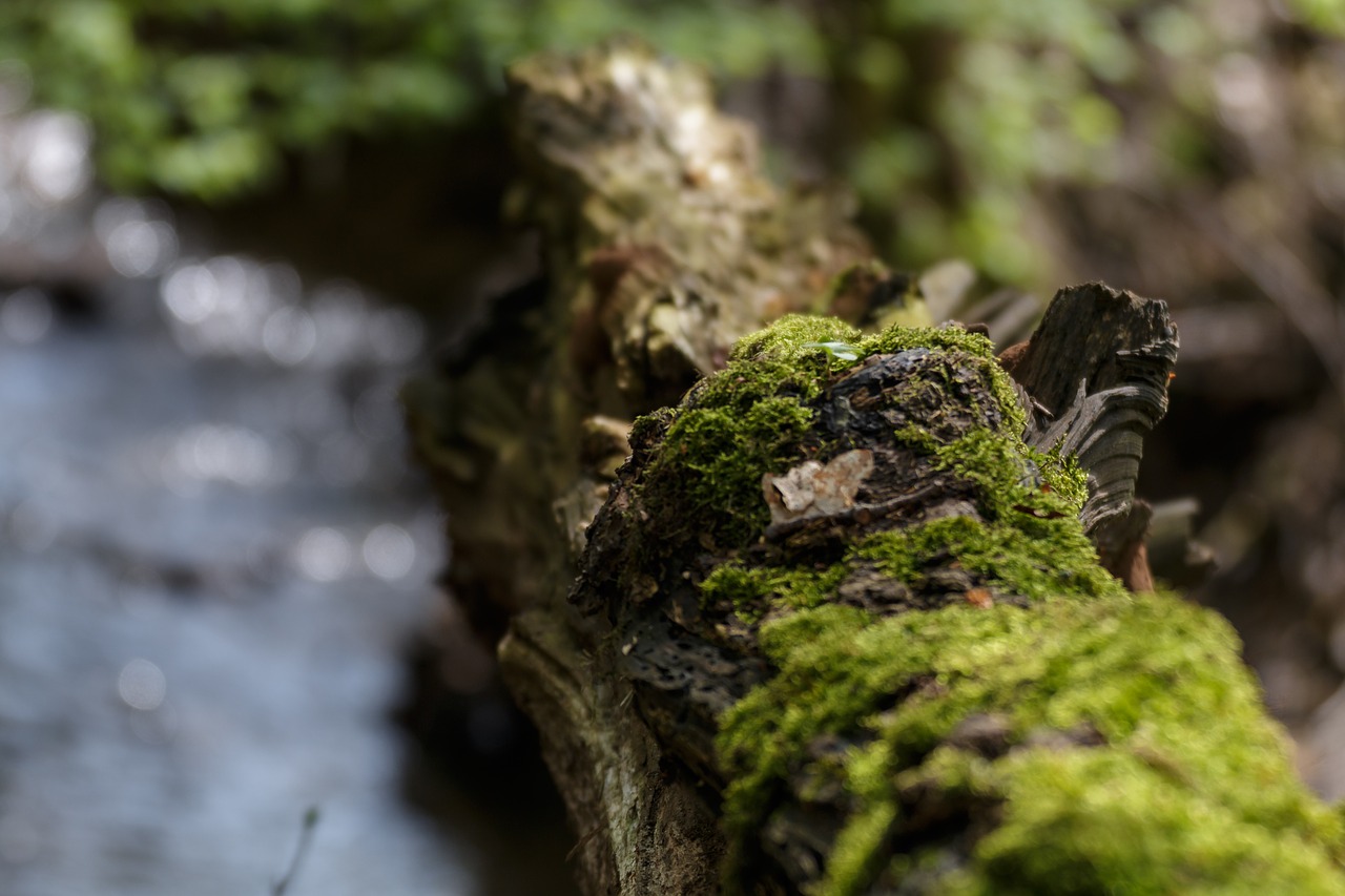 branch  moss  nature free photo