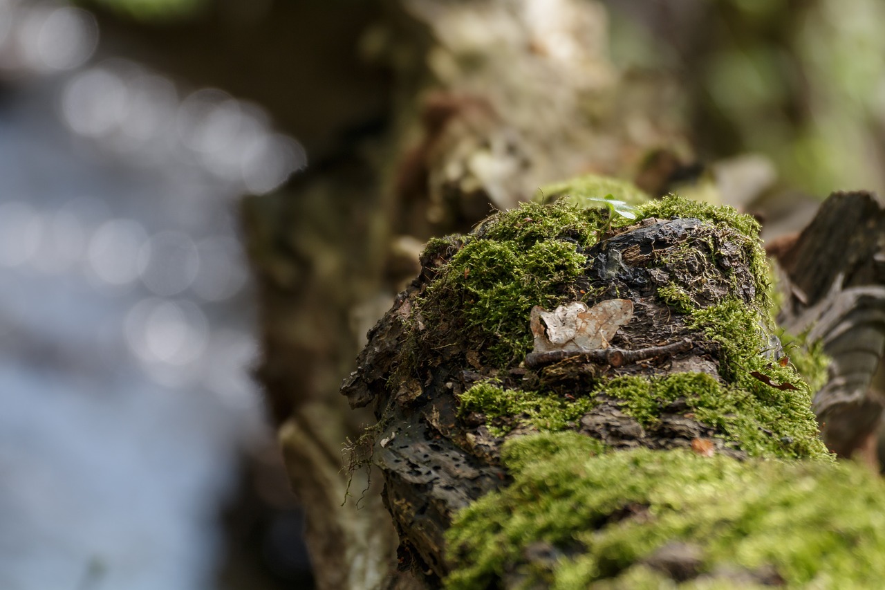 branch  moss  nature free photo