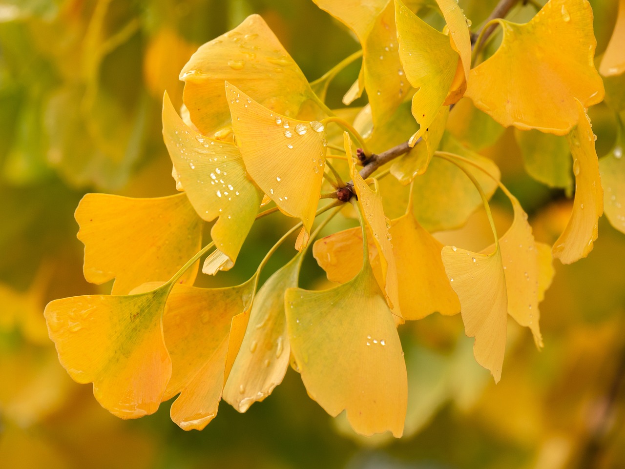 branch  ginko  leaves free photo