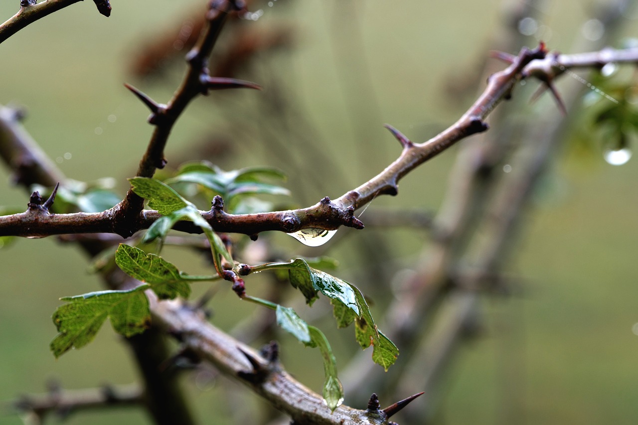 branch  drip  close up free photo