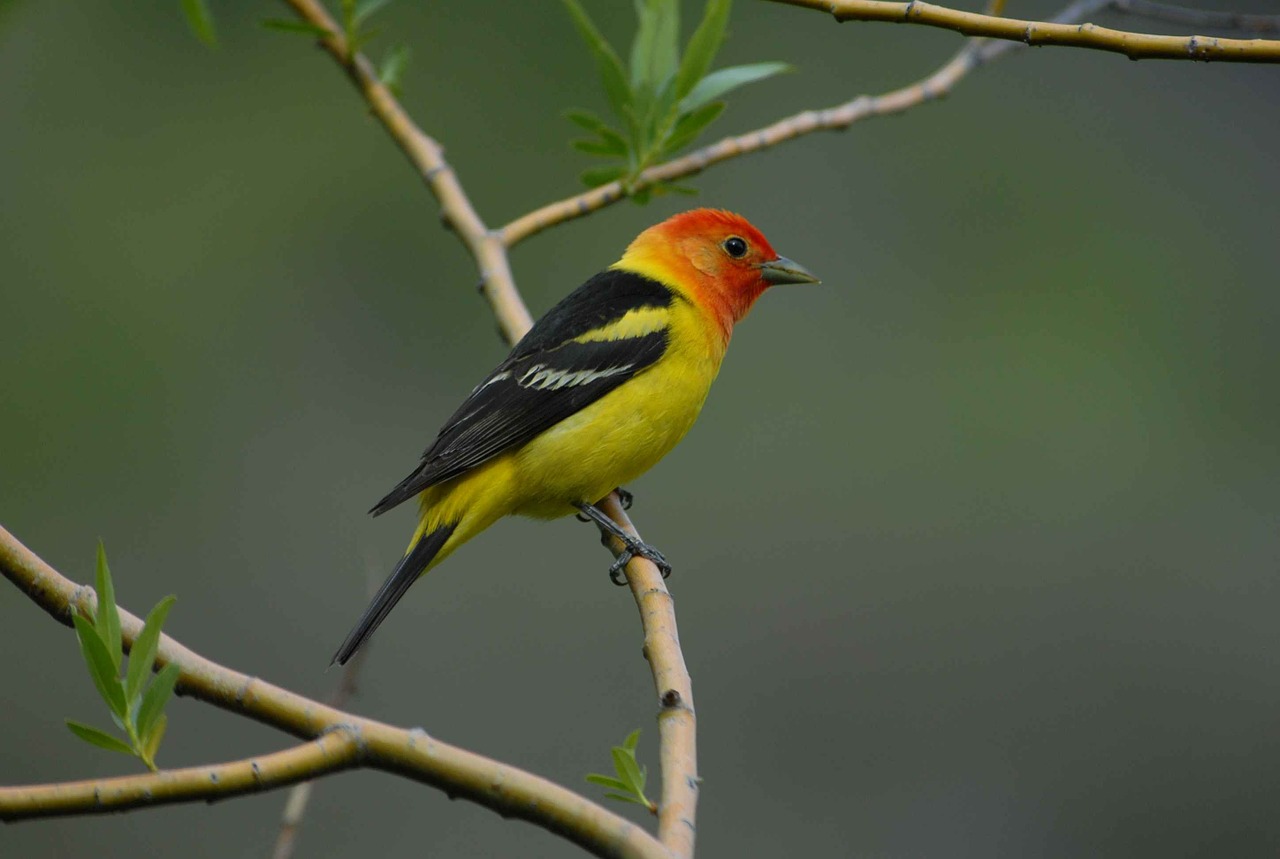 branch perched western free photo