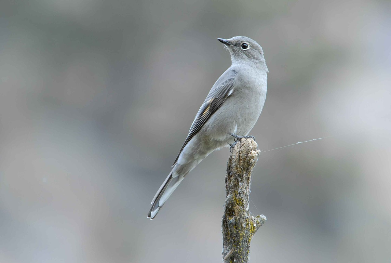 branch tip perches free photo