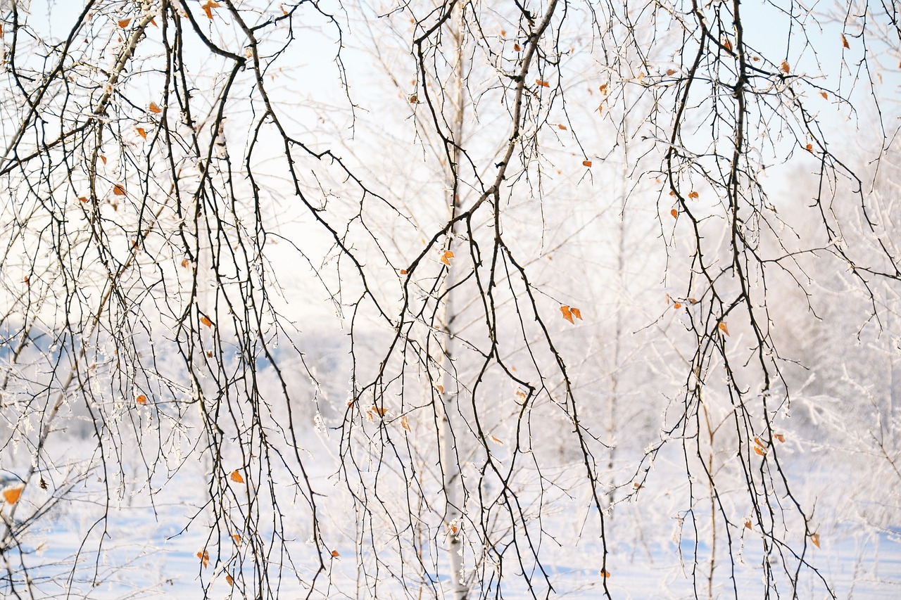 branch  birch  nature free photo