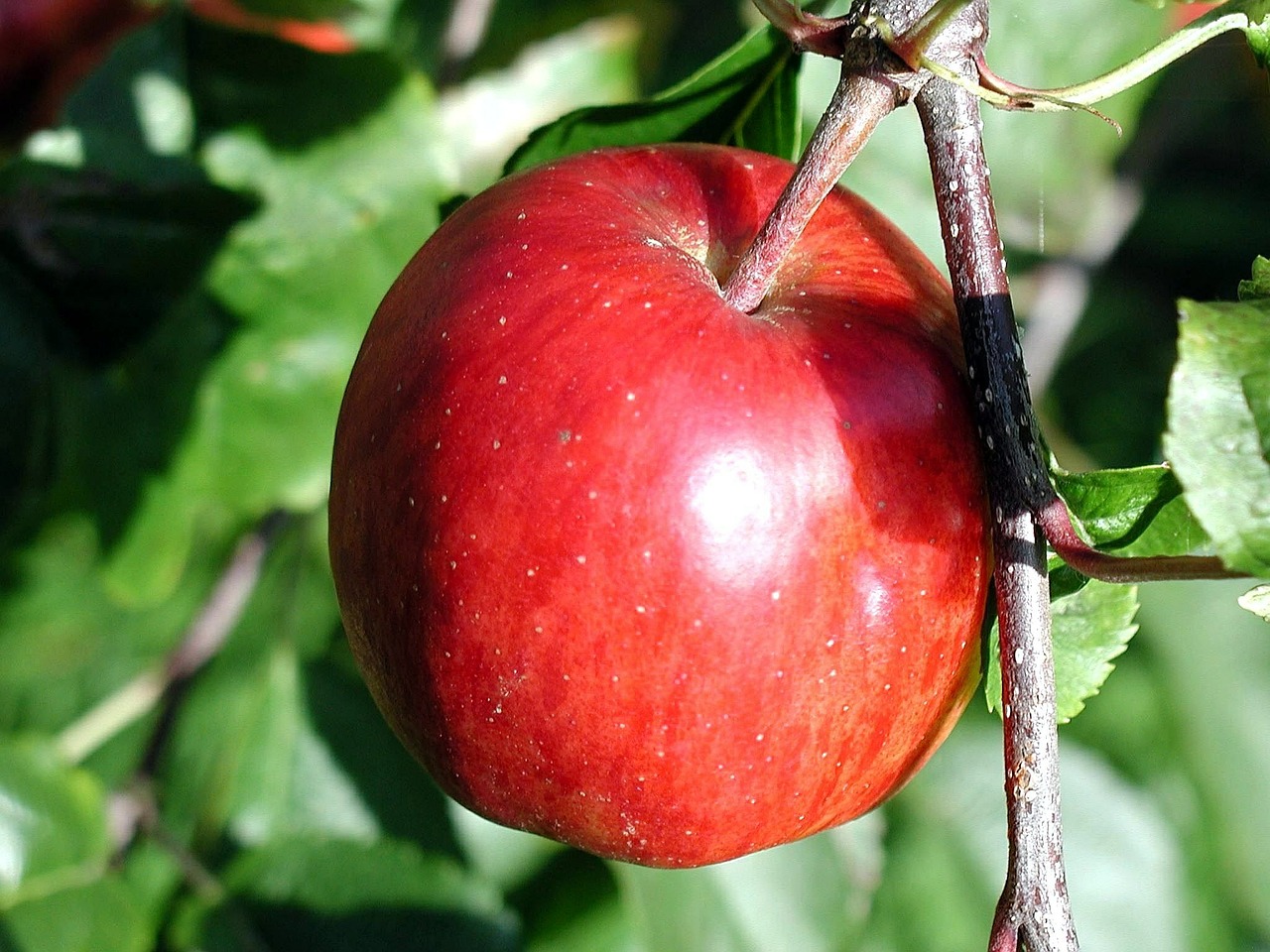 branch ripe apple free photo