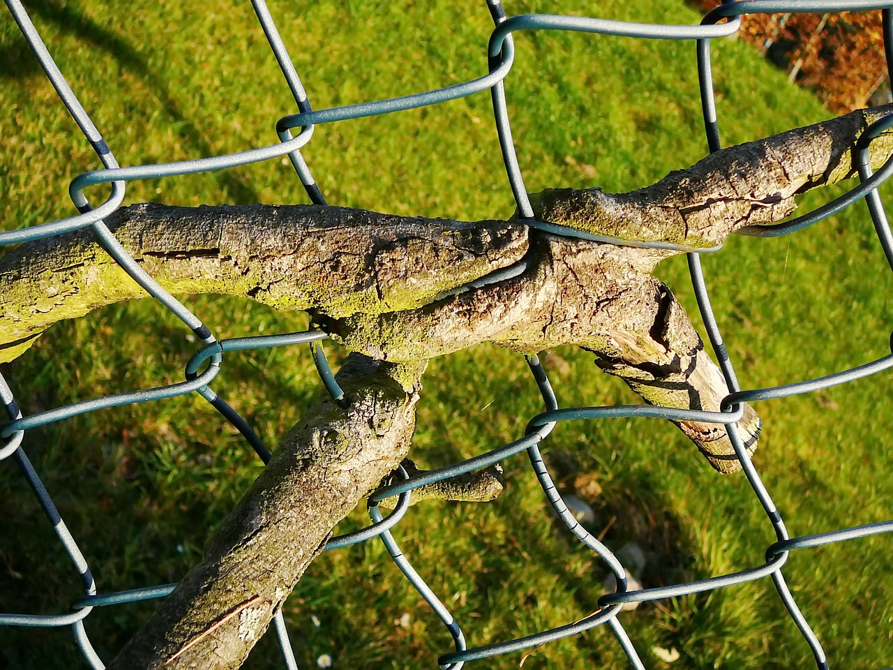 branch  fence  nature free photo