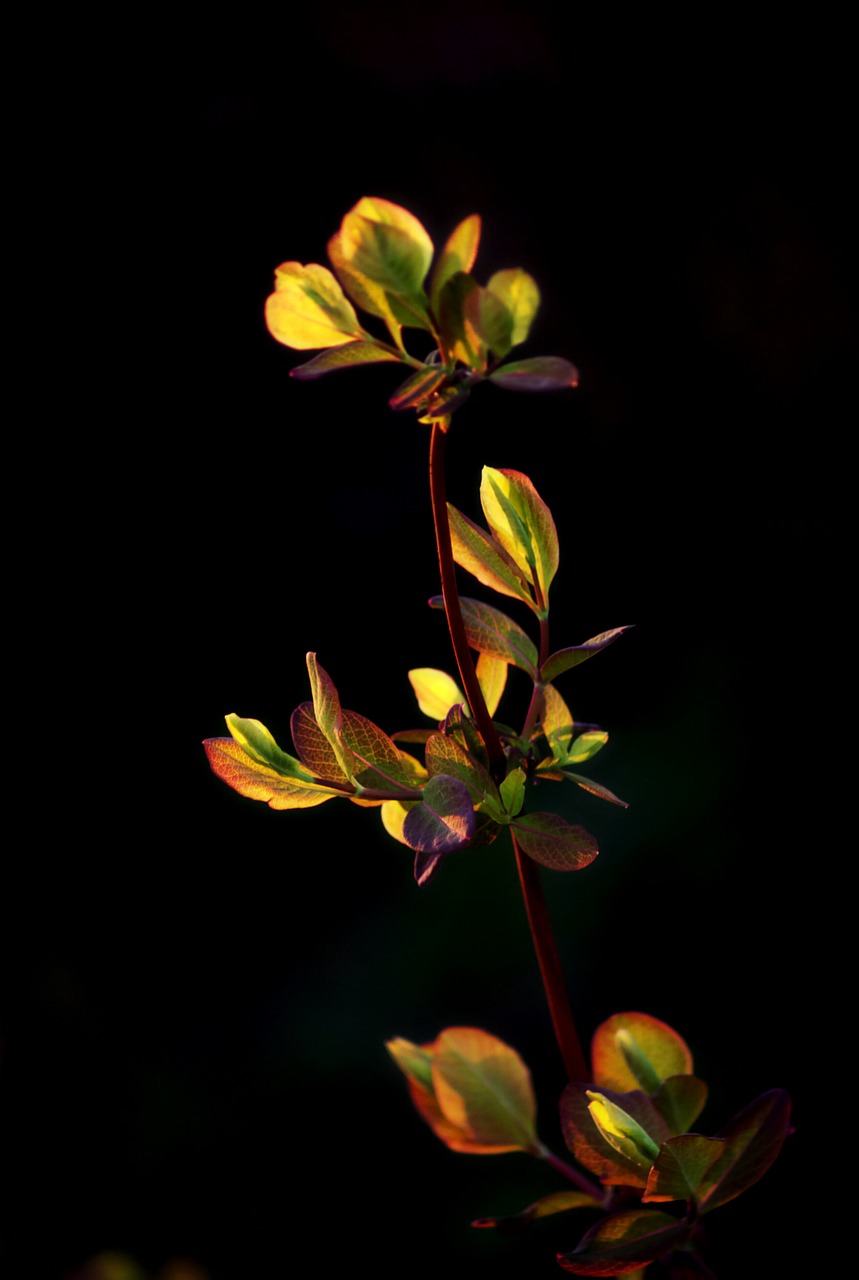 branch  plant  leaves free photo