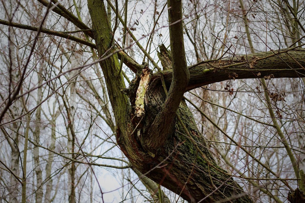 branch  aesthetic  astgabelung free photo