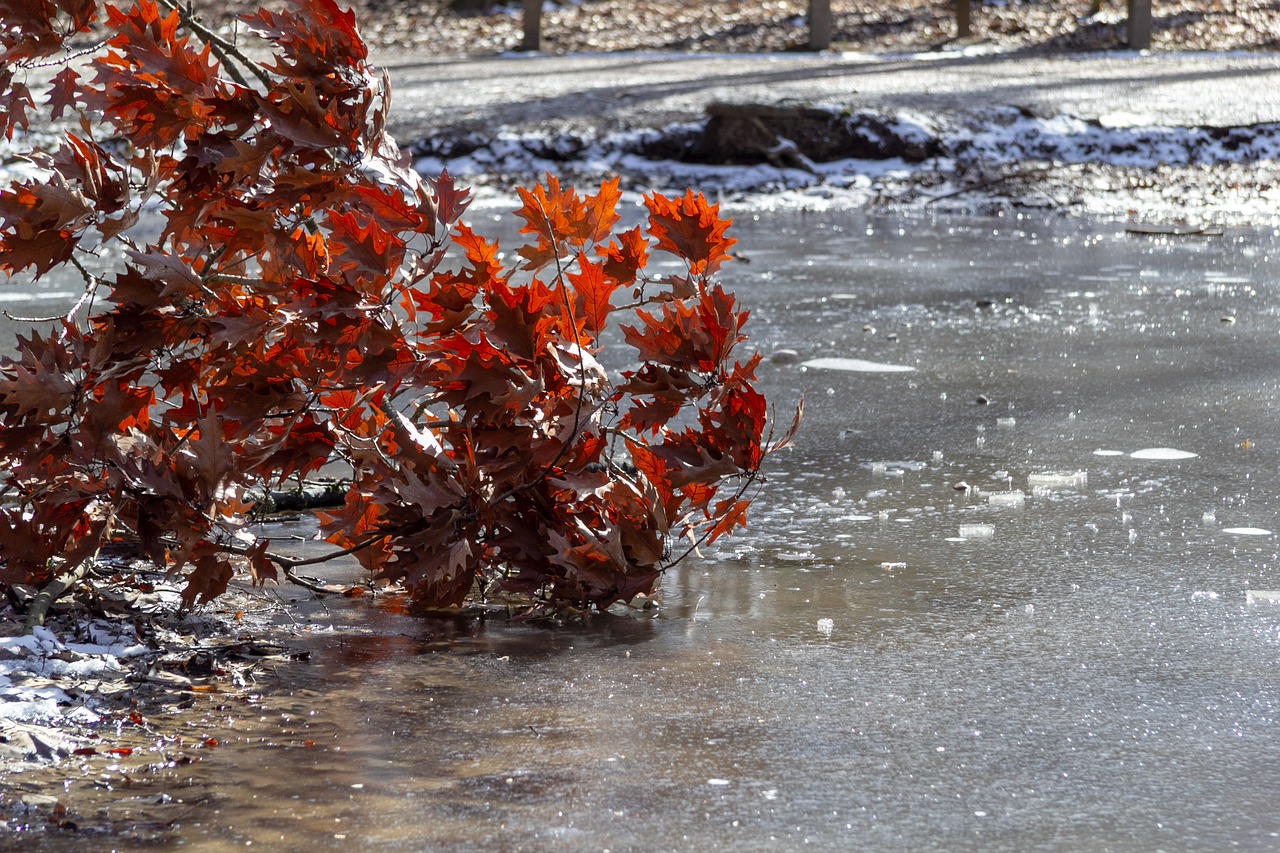 branch  ice  oak free photo