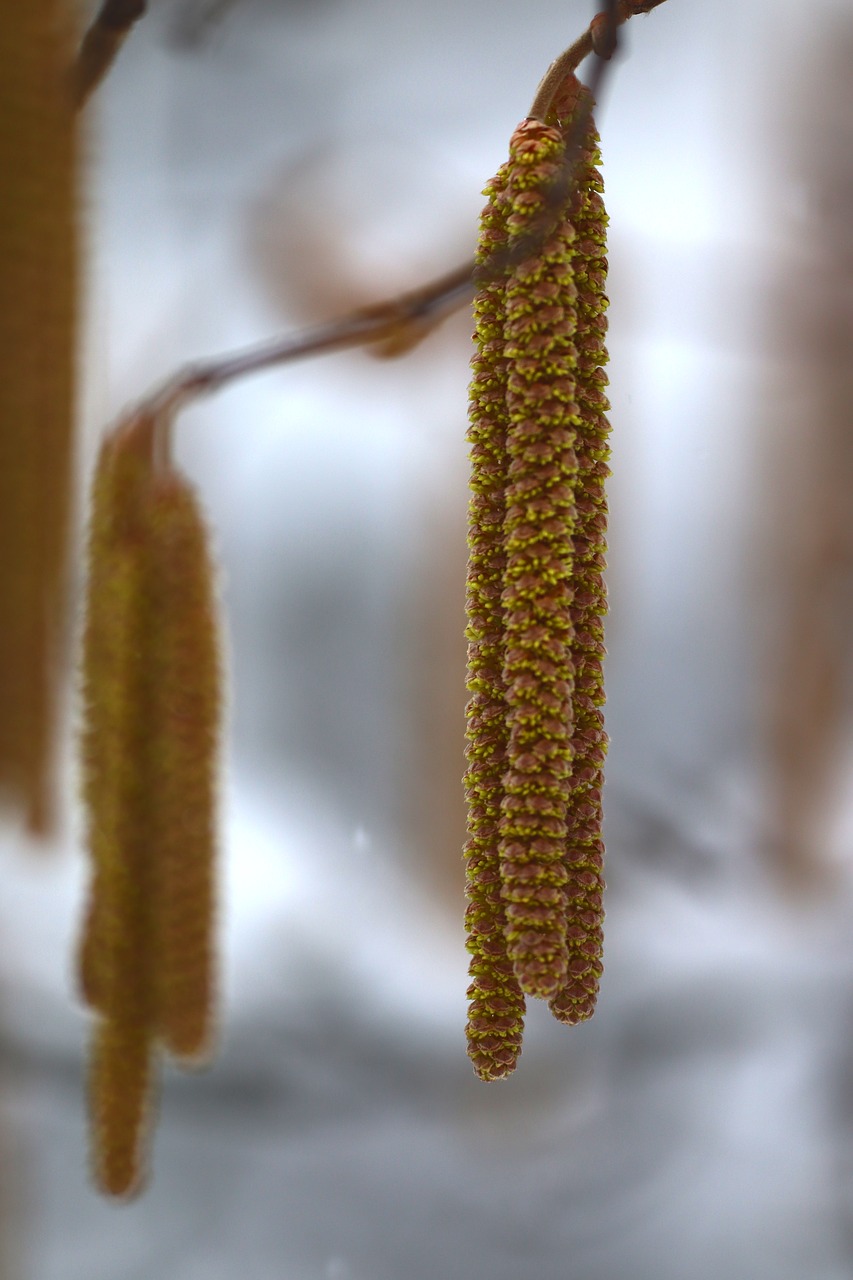 branch  winter  nature free photo