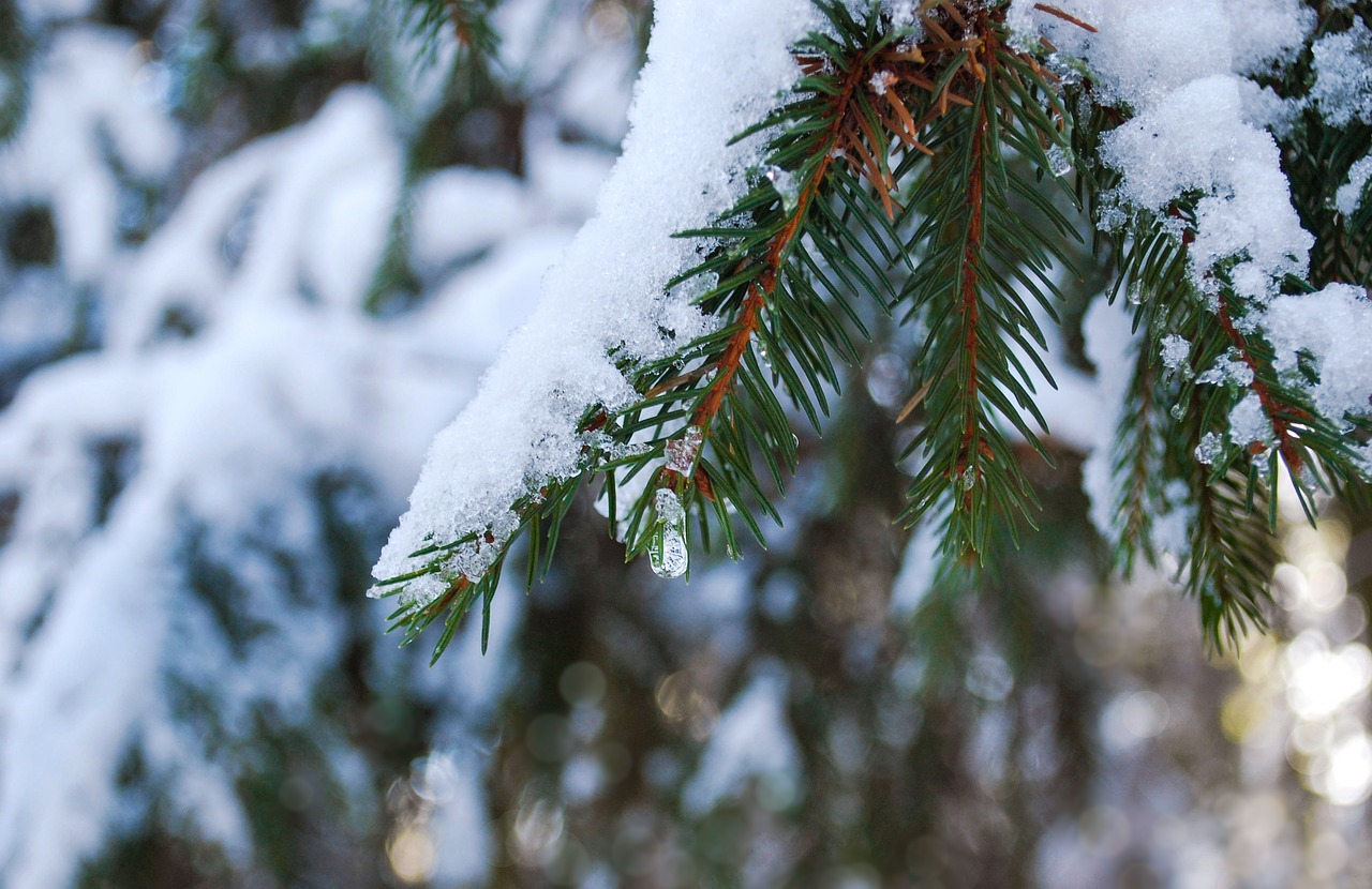 branch  spruce  snow free photo