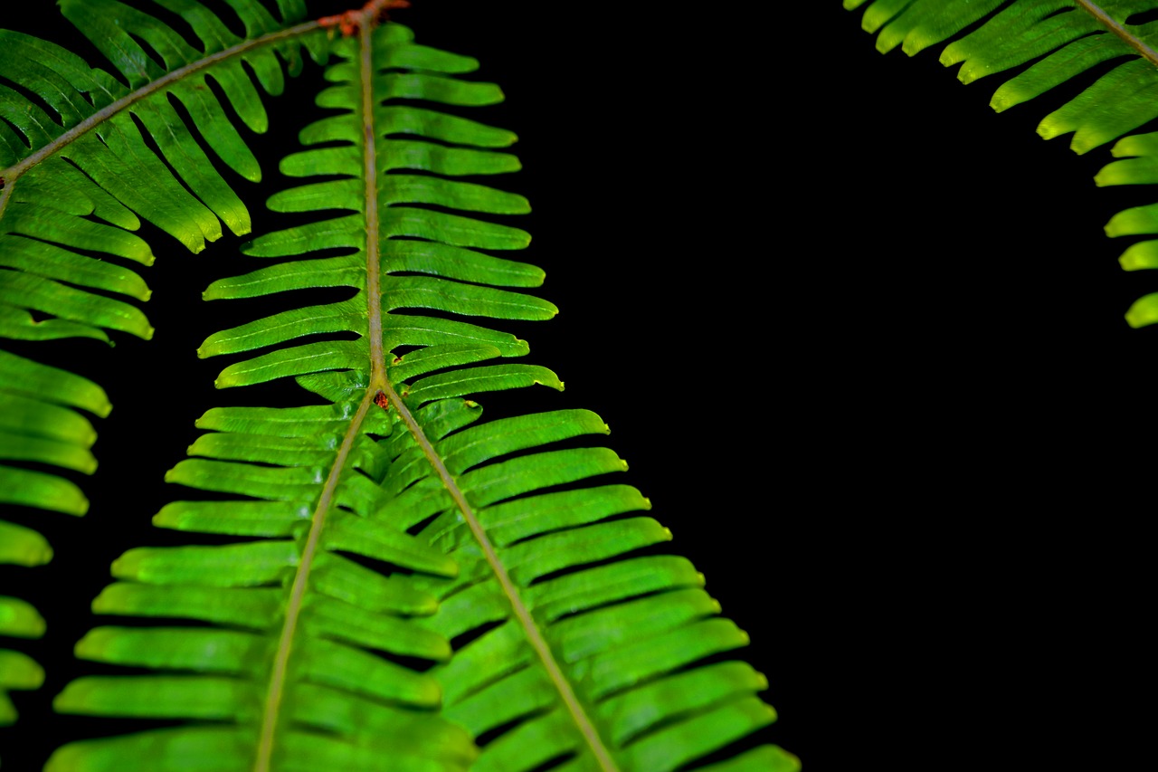 branch  elecho  green free photo