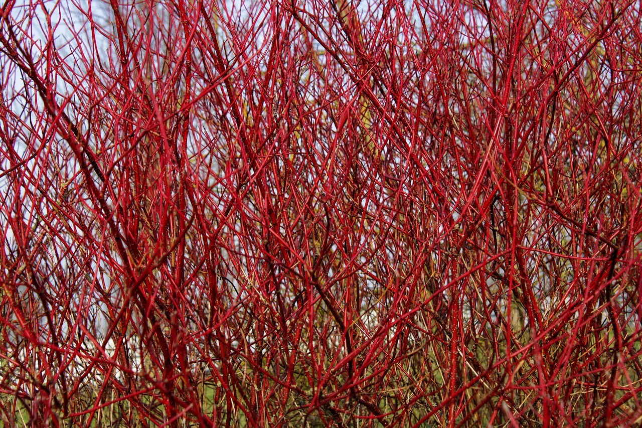 branch  bush  siberian dogwood free photo